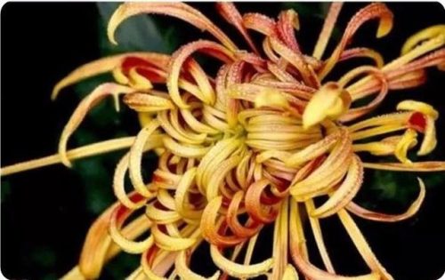 菊花图片大全(菊花图片怀念故人)插图15