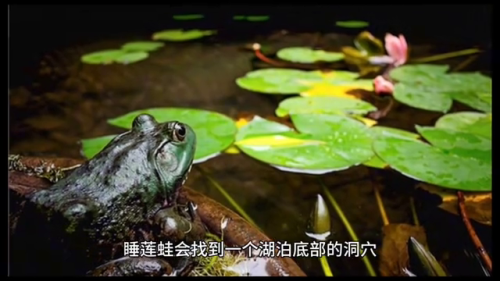 冬眠的动物排名前十(动物怎么过冬的方式)插图2