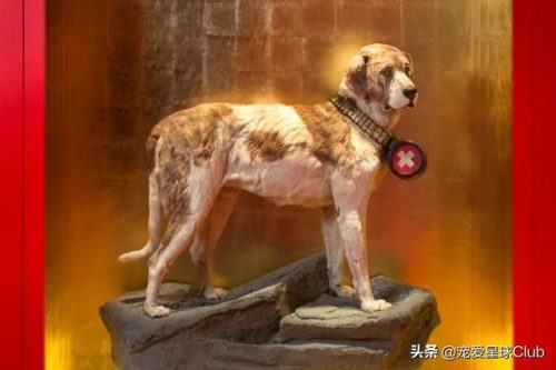 圣伯纳犬(圣伯纳犬电影)插图6