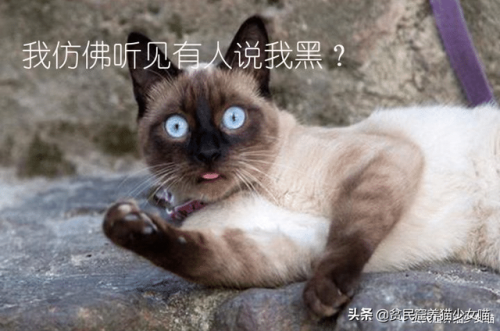 暹罗猫图片(暹罗猫多少钱一只)插图1