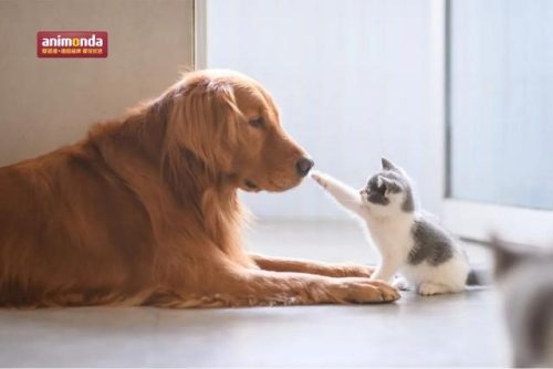 德国宠物机构排名前十(德国宠物平台排名前十)插图20