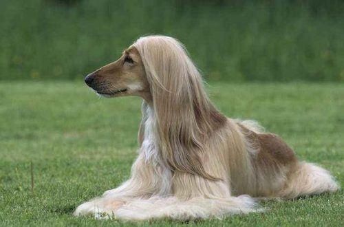 好看名犬品种排名前十(大型犬品种大全排行榜)插图9