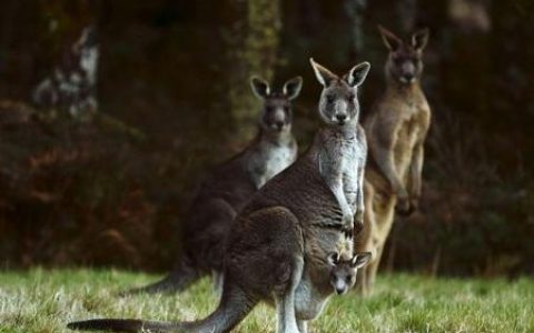 真澳袋鼠(袋鼠kangaroo王国)