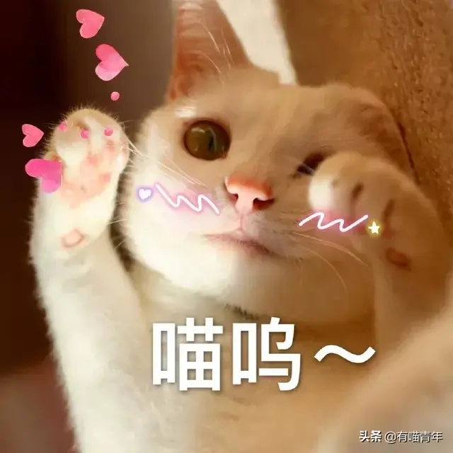 北大虐猫(北京大学学生流浪猫关爱协会)插图22