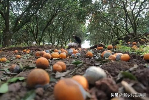 赚钱新项目(空手赚钱的100种方法)插图