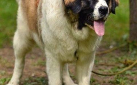 世界名犬品种排名前十(世界著名犬品种排名)