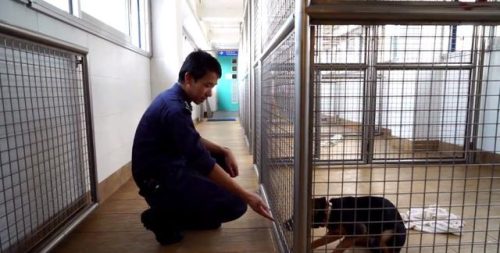 香港猫咪数量排名前十(世界48种名猫)插图2