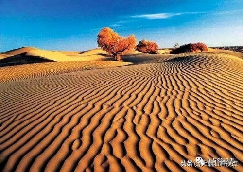 国内沙漠植物排名前十(沙漠植物纪录片)插图4