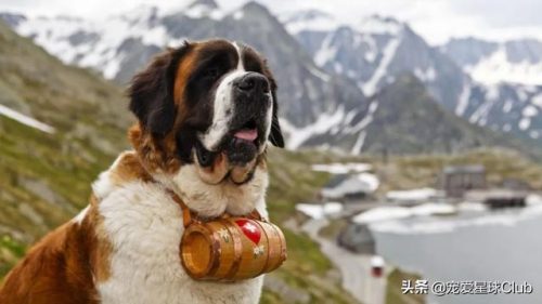 圣伯纳犬(圣伯纳犬电影)插图5