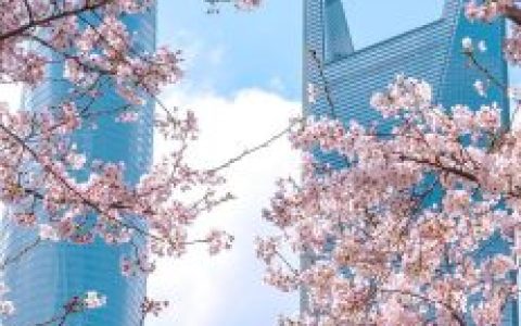 樱花图片(樱花树图片)