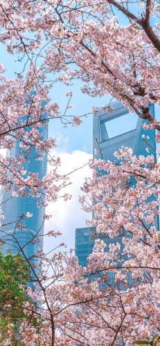 樱花图片(樱花树图片)插图