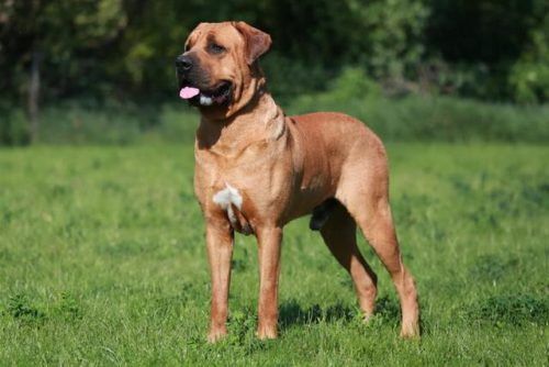排名前十大恶犬(美国恶犬)插图7