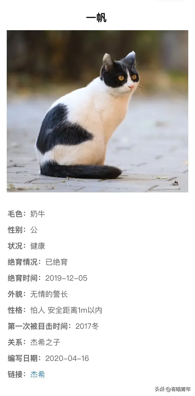 北大虐猫(北京大学学生流浪猫关爱协会)插图5