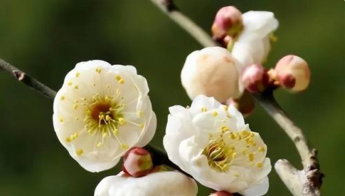 鲜花专用牌子排名前十(有没有比较好的鲜花品牌)插图5