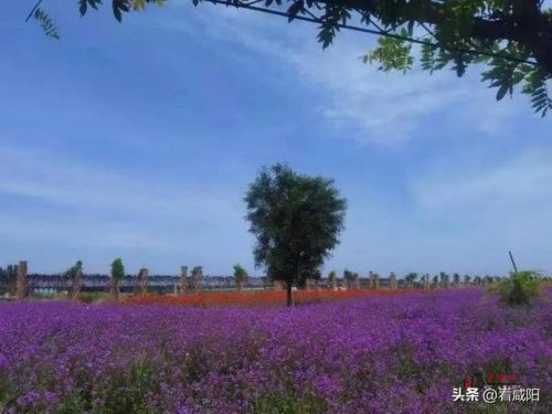 兴平旅游景区排名前十(兴平周边自驾一日游 免费)插图4