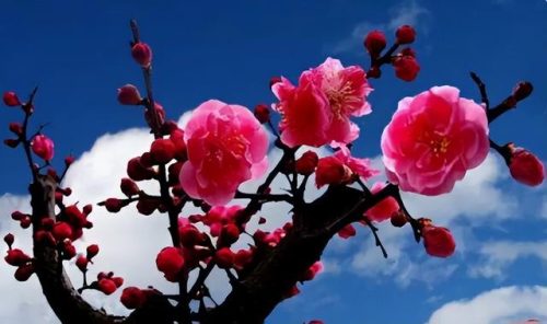 鲜花专用牌子排名前十(有没有比较好的鲜花品牌)插图2