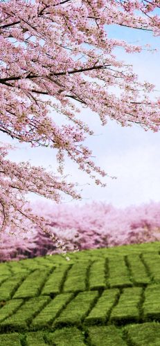 樱花图片(樱花树图片)插图8