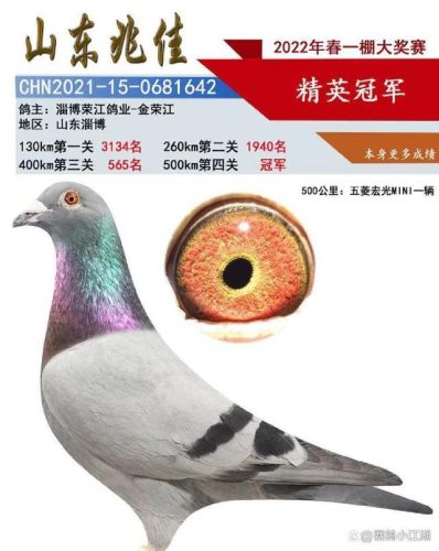 翔宇公棚赛鸽公棚春棚(翔宇赛鸽公棚秋棚)插图5
