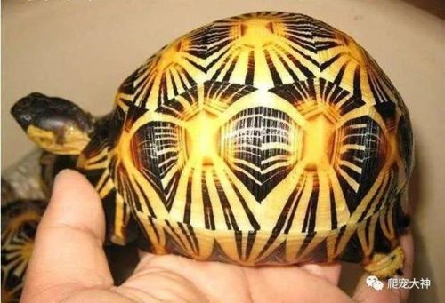 巨型爬行宠物排名前十(阿城区爬行动物宠物推荐)插图3