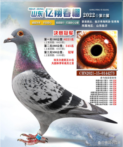 翔宇公棚赛鸽公棚春棚(翔宇赛鸽公棚秋棚)插图4