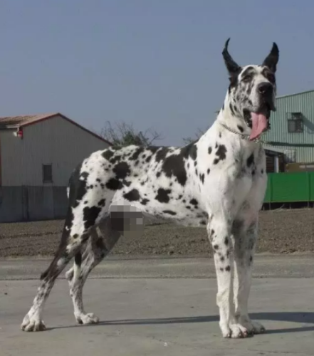 顶级巨型猛犬排名前十(十大巨型犬品种)插图1