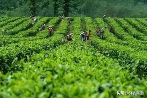 常用茶道排名前十(十大茶叶)插图18