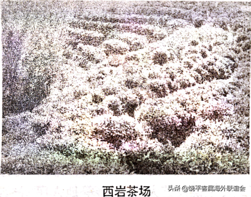 饶平最大茶厂排名前十(饶平妙雪茶厂)插图2