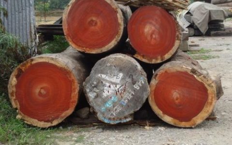 福建家具树种排名前十(福建名贵家具树种)