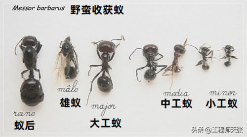 野蛮收获蚁(中国常见的50种蚂蚁图片)插图8