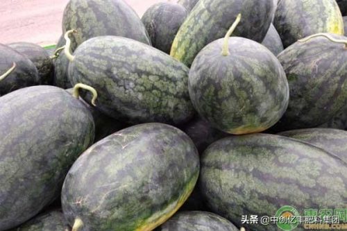 黑美人西瓜种植(黑美人西瓜为何不能吃)插图2