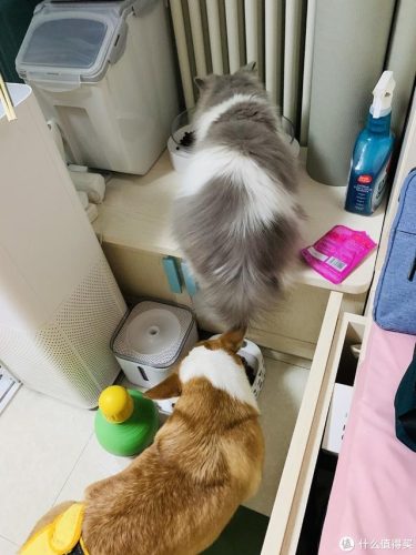 宠物用具(宠物智能用品)插图