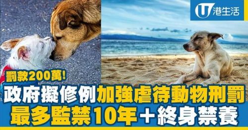 香港猫咪数量排名前十(世界48种名猫)插图4