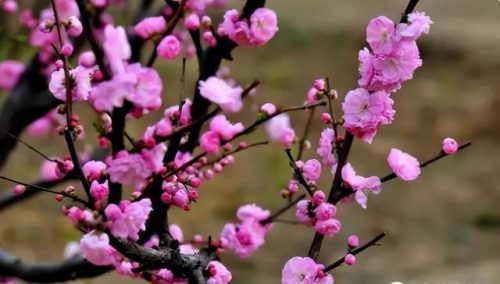 鲜花专用牌子排名前十(有没有比较好的鲜花品牌)插图7