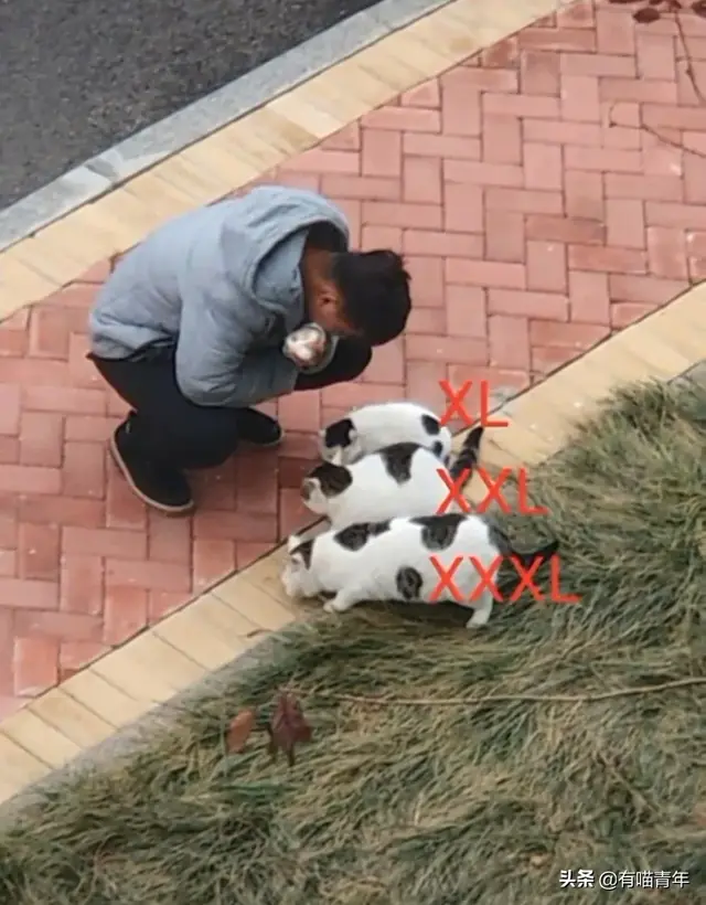 北大虐猫(北京大学学生流浪猫关爱协会)插图31