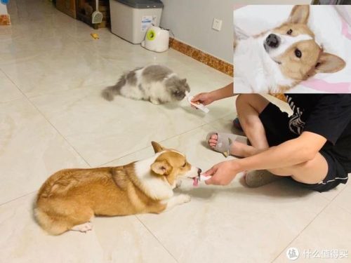 宠物用具(宠物智能用品)插图22