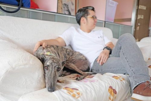 冷门小型犬排名前十(小型犬有哪些排行榜)插图3
