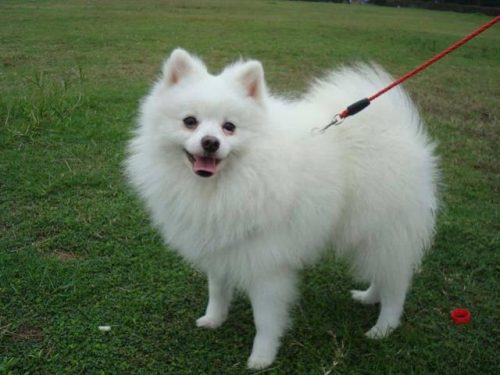 好看名犬品种排名前十(大型犬品种大全排行榜)插图1