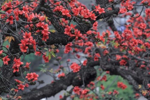 中国鲜花产地排名前十(中国三大鲜花产地)插图32