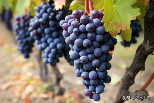花青素含量排名前十的顺利排名(花青素最高的产品)插图3