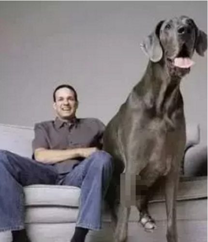 顶级巨型猛犬排名前十(十大巨型犬品种)插图2