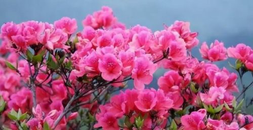 鲜花专用牌子排名前十(有没有比较好的鲜花品牌)插图47