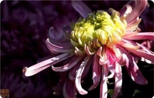 菊花图片大全(菊花图片怀念故人)插图13