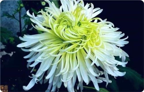 菊花图片大全(菊花图片怀念故人)插图4