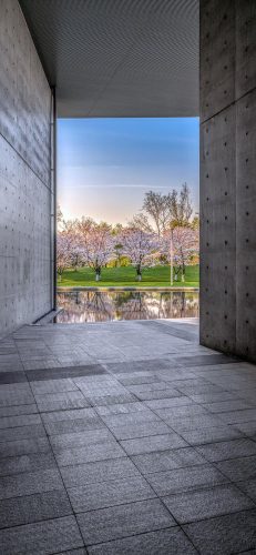 樱花图片(樱花树图片)插图3