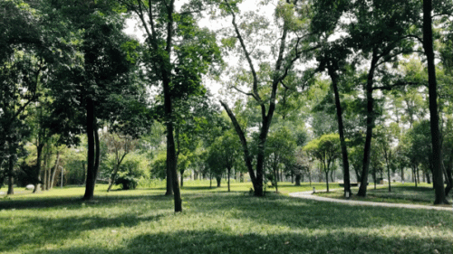 成都适合拍照的地方(成都拍照圣地)插图62