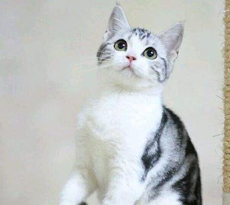 布偶猫品系排名前十(布偶属于什么档次的猫)插图7