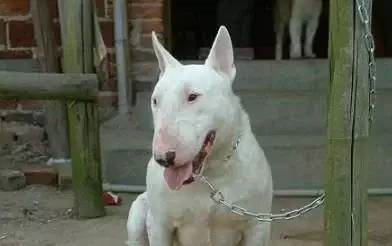 顶级巨型猛犬排名前十(十大巨型犬品种)插图14