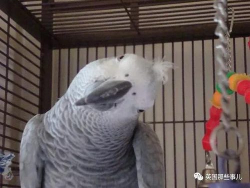 鹦鹉版智商排名前十(鹦鹉十大品牌排名)插图25