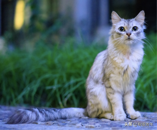 北大虐猫(北京大学学生流浪猫关爱协会)插图17