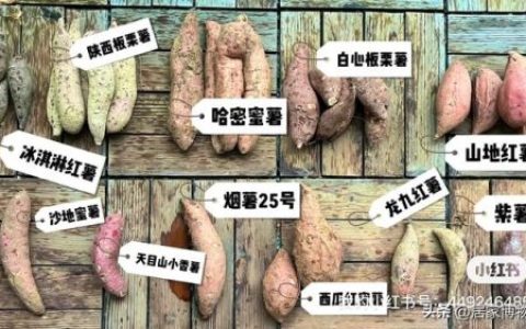 排名前十的红薯品种(不同品种红薯的特点)